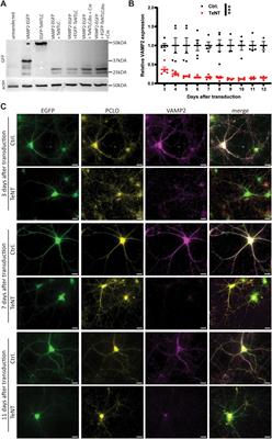 Maintenance of a central high frequency synapse in the absence of synaptic activity